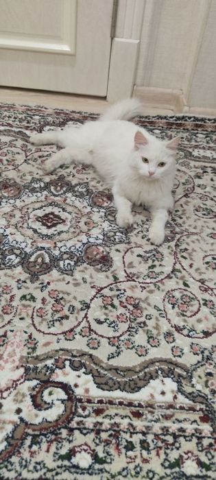 Кошечке очень нужен дом и семья!