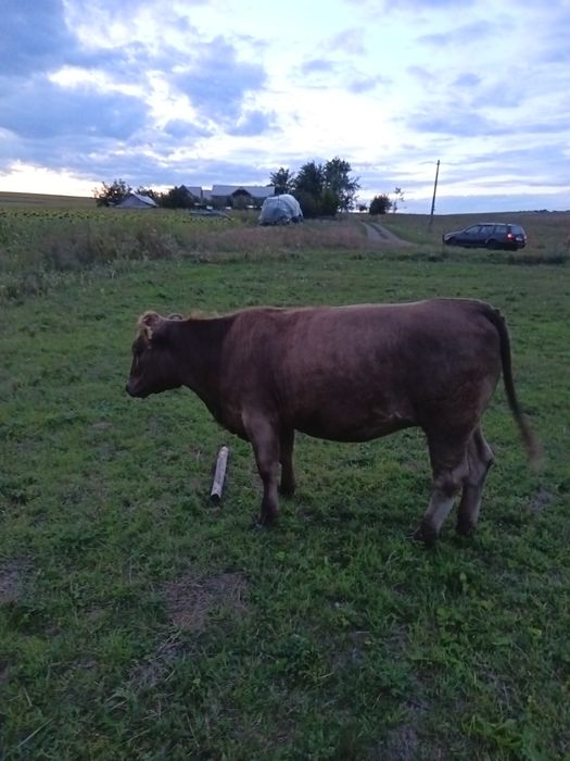 Junica angus gestantă