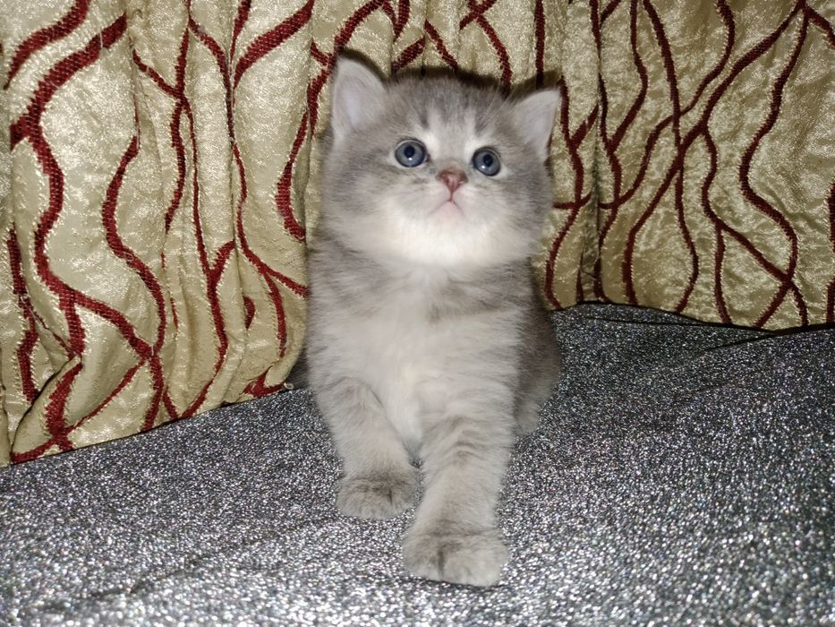 Роскошные котята