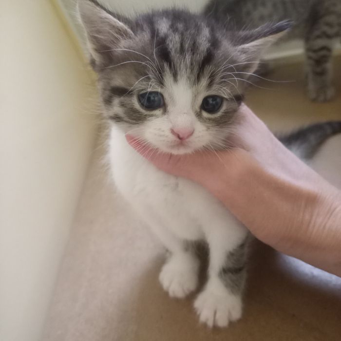 Породистые котята мальчик 1 мес