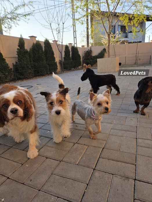 Cazare caini/ Pensiune canina/ Pet Sitter/ Pet Hotel/ Love4Pets