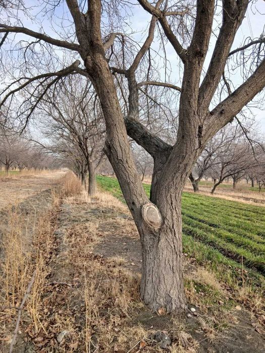 Ўтин, Ўрик дарахти 20-25 йиллик