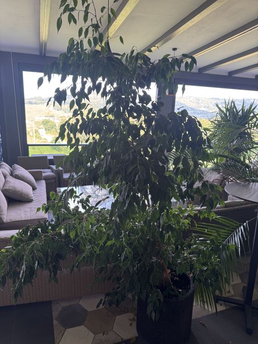 Plante naturale ( palmieri, etc) plante ornamentale