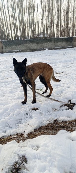 Malinua sotiladi urgʻochi