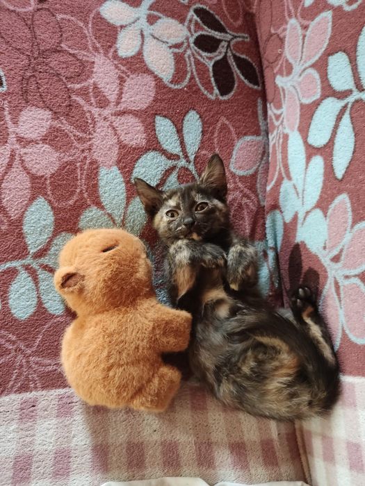 Отдам котят в добрые руки