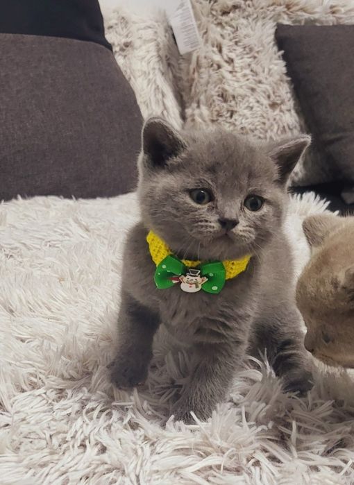 Baietel british shorthair