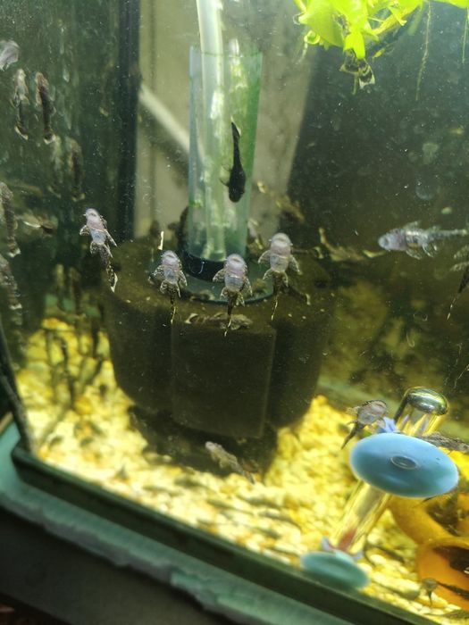 Сомчета Анцитруси