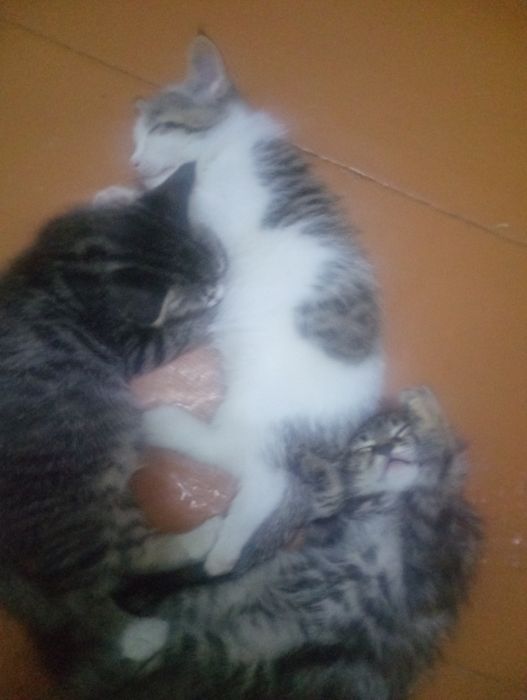 Отдам в хорошие руки бесплатно