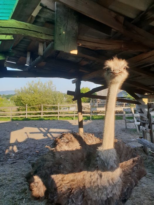 Vad familie de struți