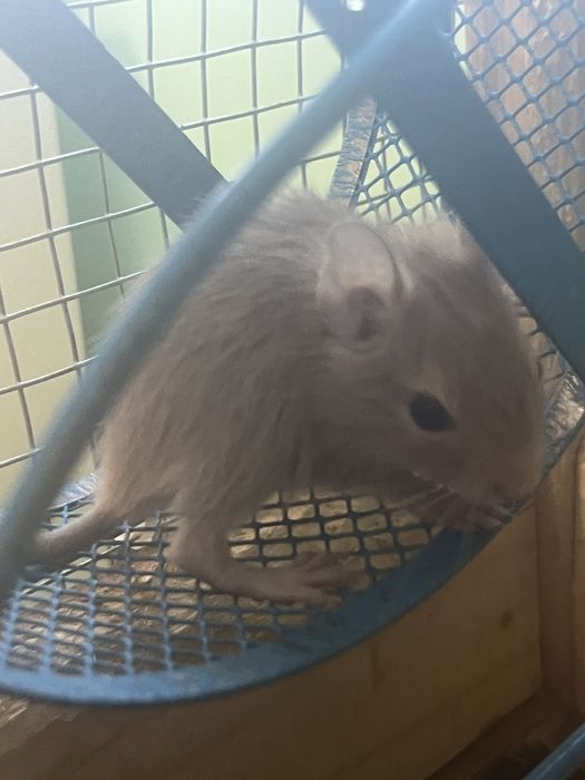 Pui veverita Degu 1 luna