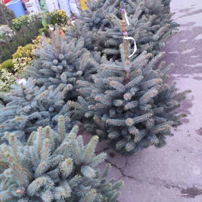 Дарахтларга шакал  Арча кесиб бериш хизматии