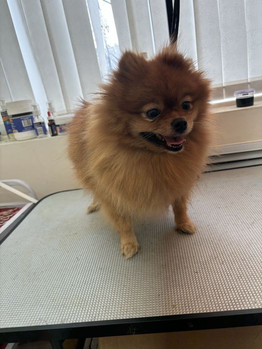 Груминг собак и кошек