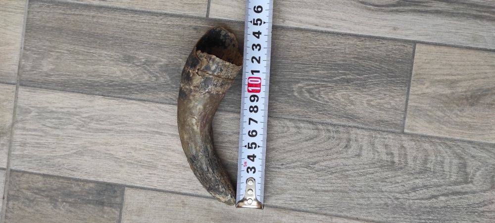 Кравешки рог 14см.