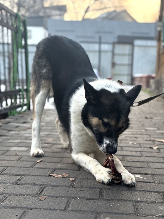 Молодой пёс в добрые руки