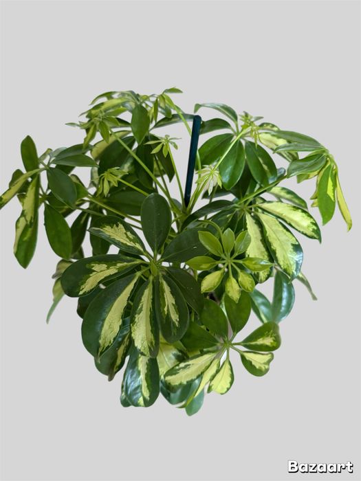 Шефлера Герда в подарок на 8 марта