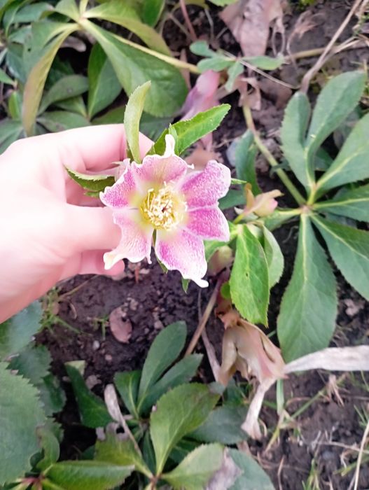 Продаются цветы  морозники