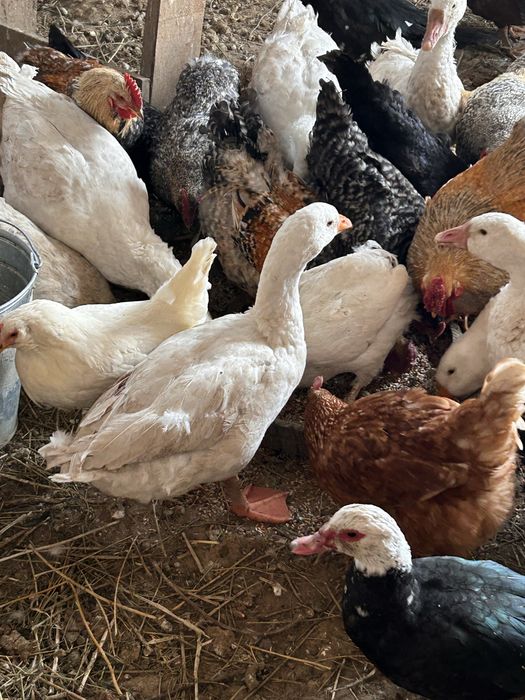 Продам молодых гусей