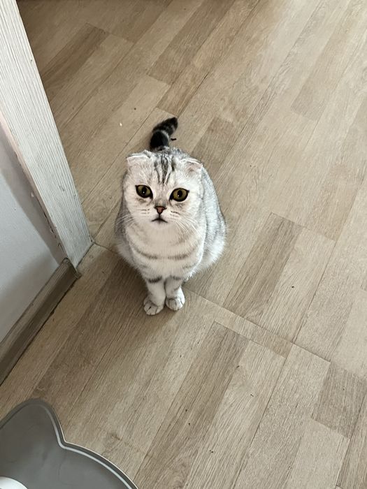 Отдам кошку в хорошие руки