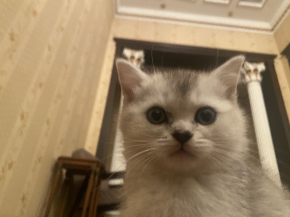 Британская серебристая шиншилла скоттиш страйт котенок