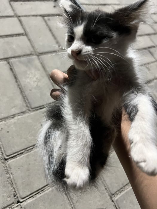 Котята около 5-6 месяца