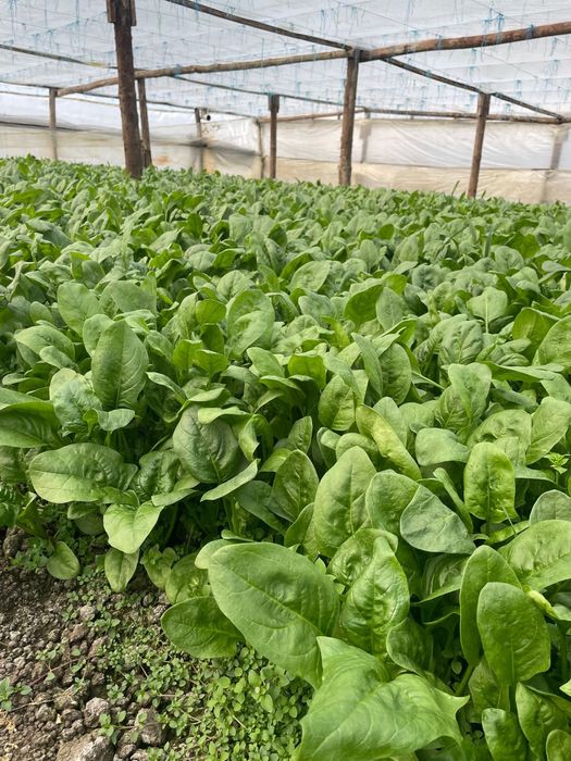 Spanac verde de vanzare