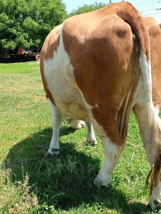Vaca gestanta de vanzare