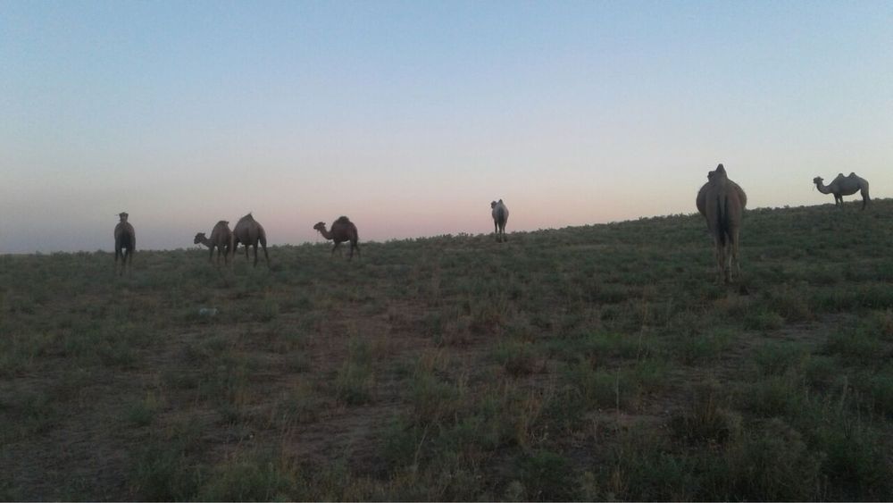 Ферма сотилади – Чорвачилик учун ажойиб жой!