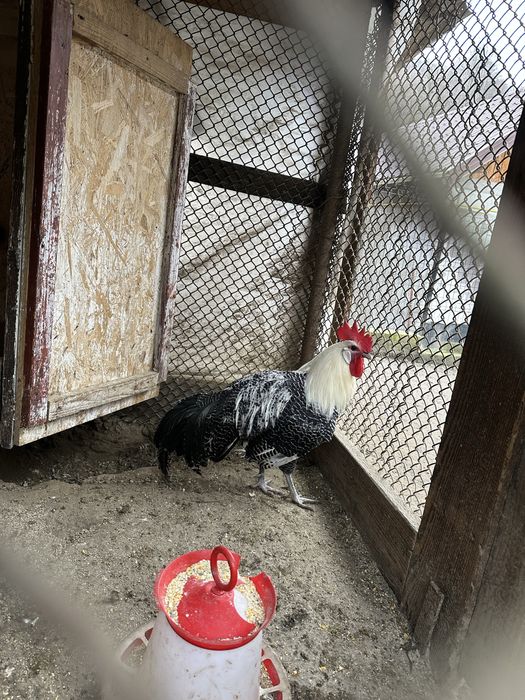 Cocos brakel vanzare