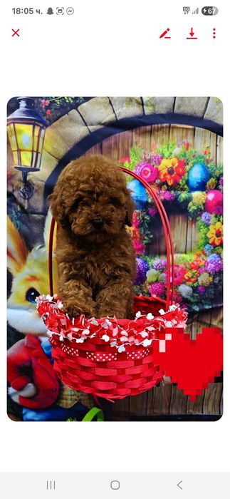 Toy & Mini poodle, FCI, Genetic, PL