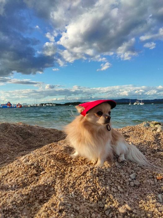 Вязка мальчика чихуахуа