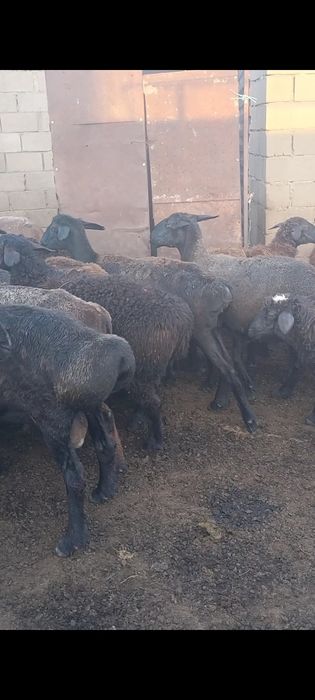 Қошқар, қойлар, марқалар сатылады