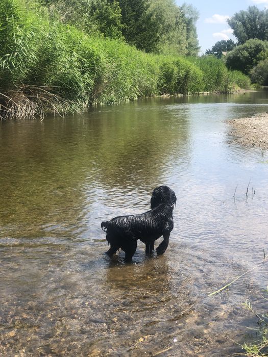 Кобель русского спаниеля для вязки