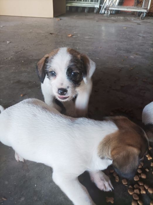 Ofer spre adopție puiuți de catel