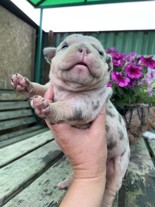 Американский булли,шикарные детки