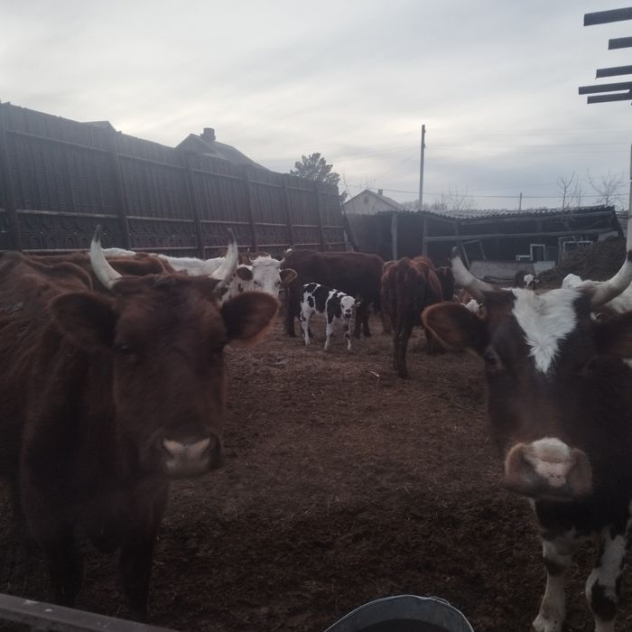 Продам коров с подсосными телятами