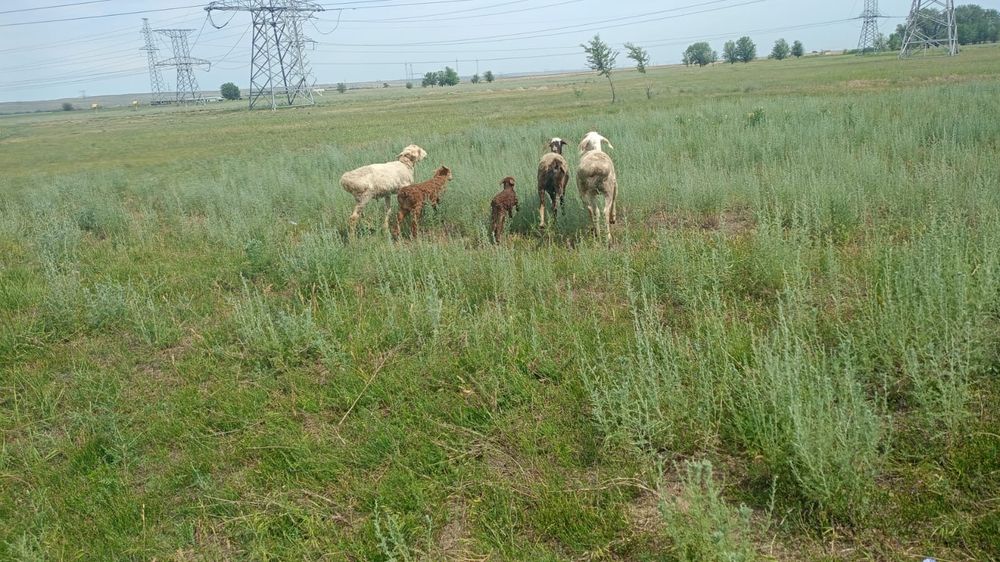 Продам баранов 50 штук