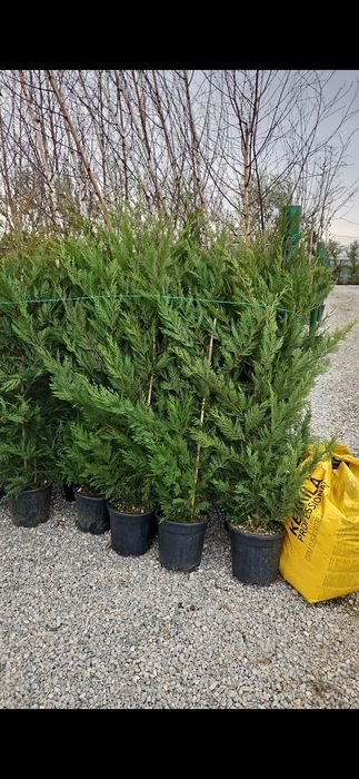 Vând leylandii de mai multe dimensiuni