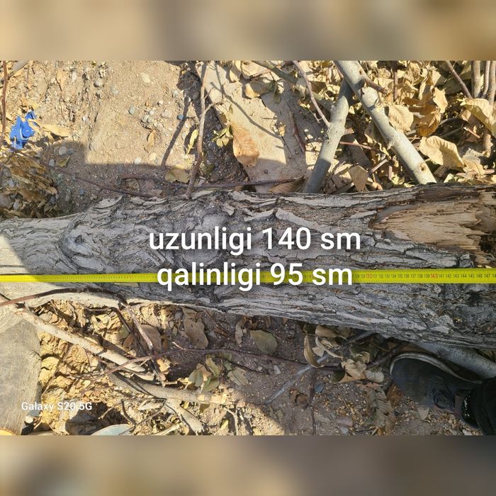 Yangon daraxti mebelchilarga sotiladi otinga emas