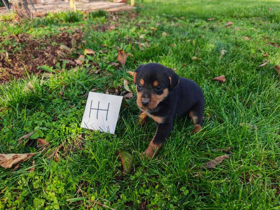 Подарявам кученца на 50 дни с поставена първа ваксина гр. Хасково