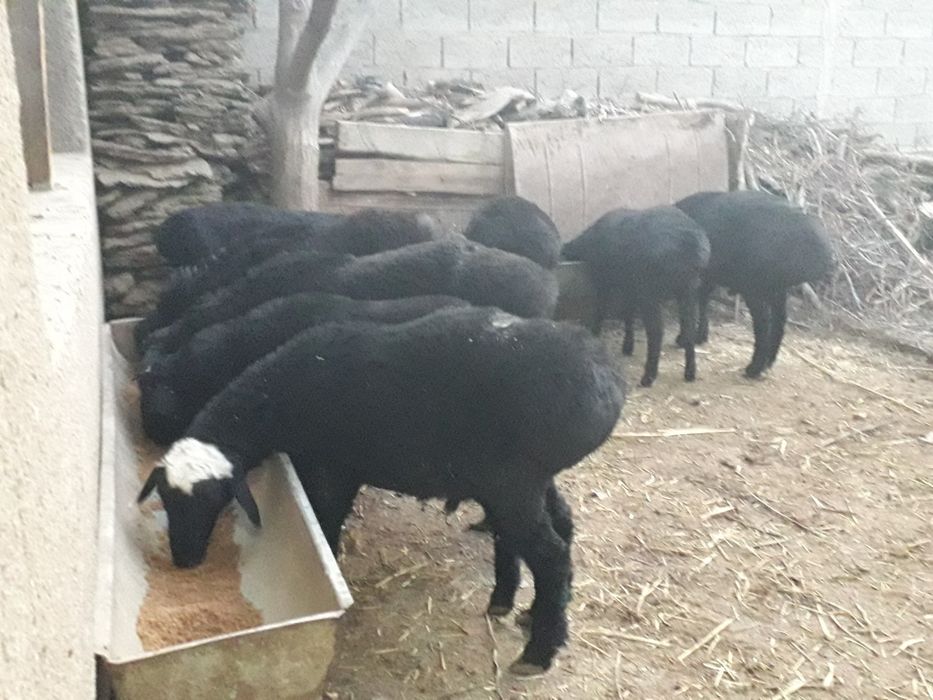 Semiz Quy quzilar Qurbon va hayit bayramlari uchun va yaxshi kuningiz