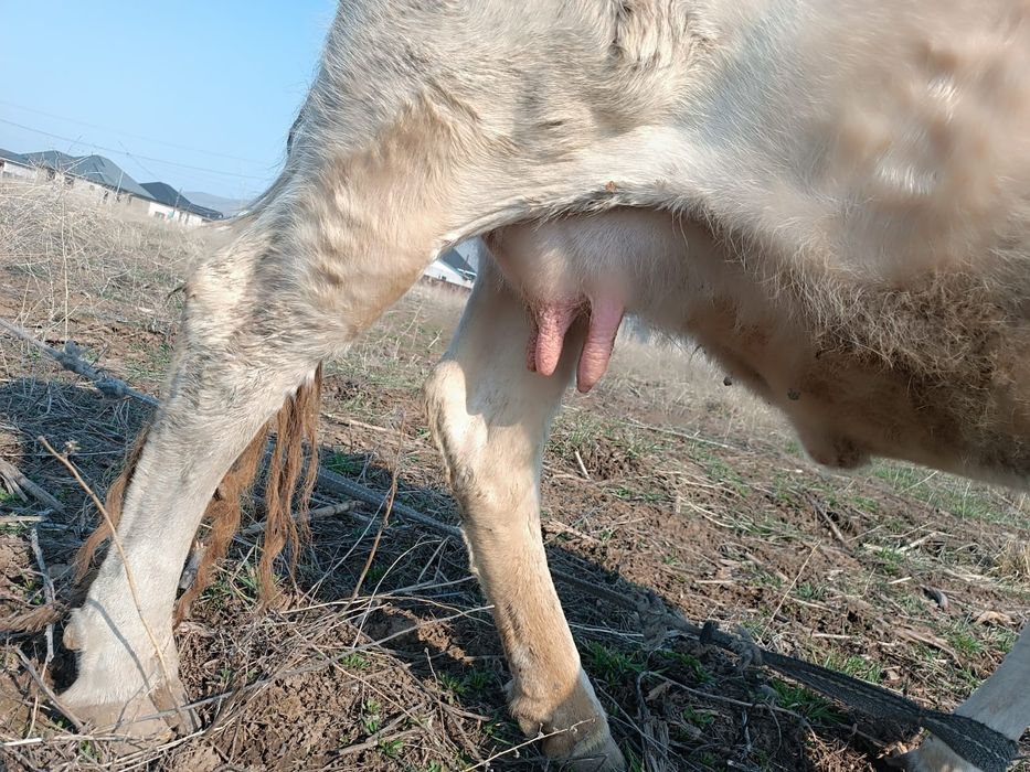 Сиыр сатылады сауынды