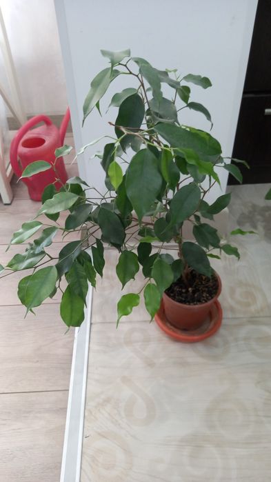 Фикус бенджамина
