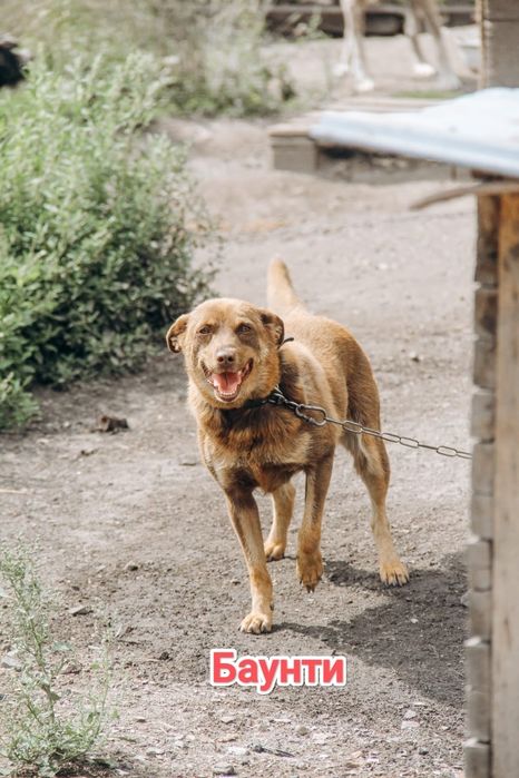 Дарю в добрые и ответственные руки