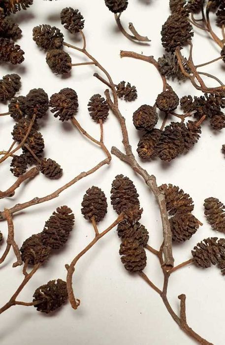 100 + 20 gratis - Conuri Arin, benefice pentru acvariu