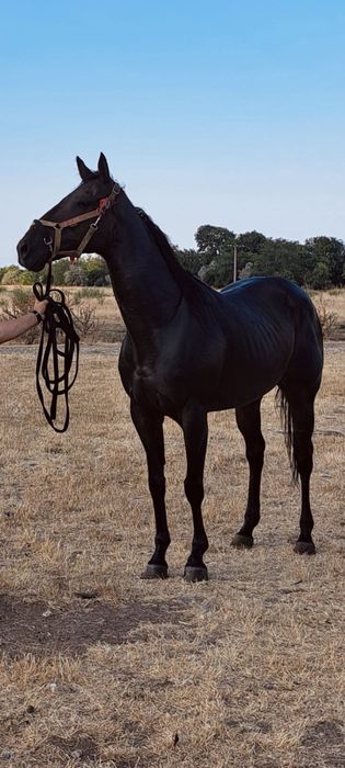 Pursânge  englez 9ani