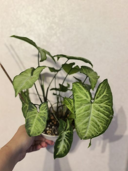 Продам разные комнатные растерия