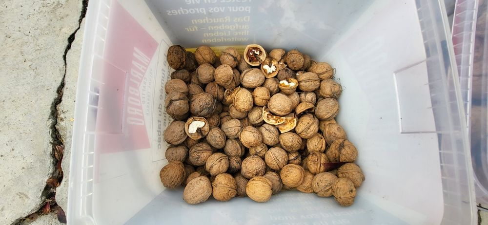 Vand nuci in coaja 13 Ron/kg