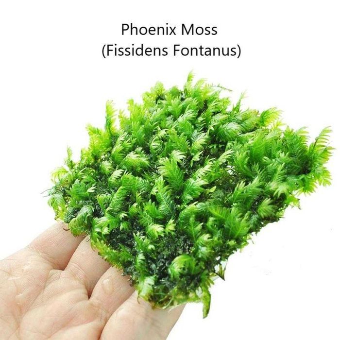 Moss Fissidens Fontanus sau Riccardia Chamedryfolia 8x8 cm
