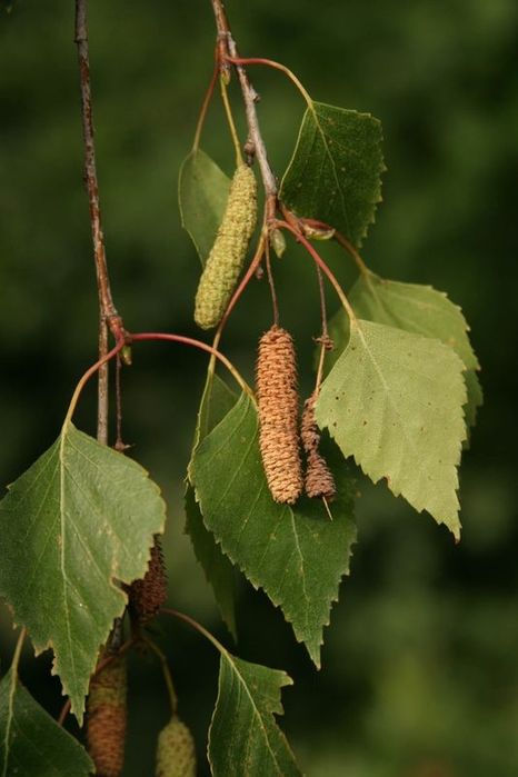 Бяла бреза (Betula pendula)