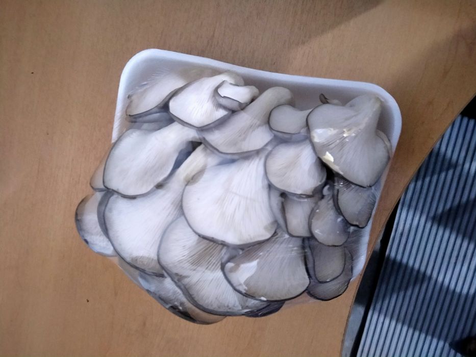 Продам грибы вешенка